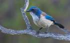 California scrub jay Botanical Print